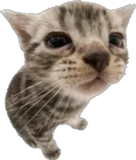 Sticker Cutie Cats @SbornikStickers - 5