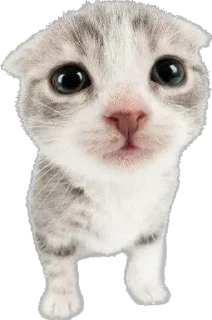 Sticker Cutie Cats @SbornikStickers - 6