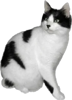 Sticker Cutie Cats @SbornikStickers - 11