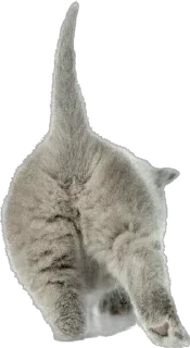 Sticker Cutie Cats @SbornikStickers - 4