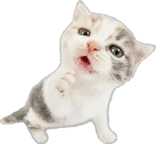 Sticker Cutie Cats @SbornikStickers - 3