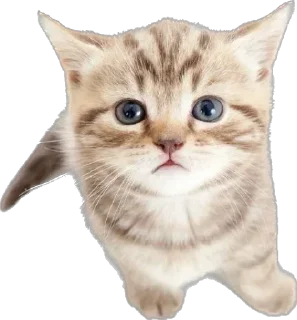 Sticker Cutie Cats @SbornikStickers - 1