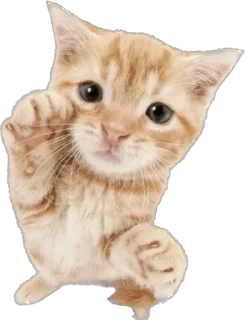 Sticker Cutie Cats @SbornikStickers - 8