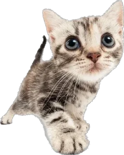 Sticker Cutie Cats @SbornikStickers - 7