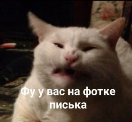 (@i_Love_Akame) Cvcv - животное