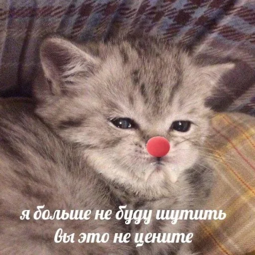 mammal small to medium-sized cats animal