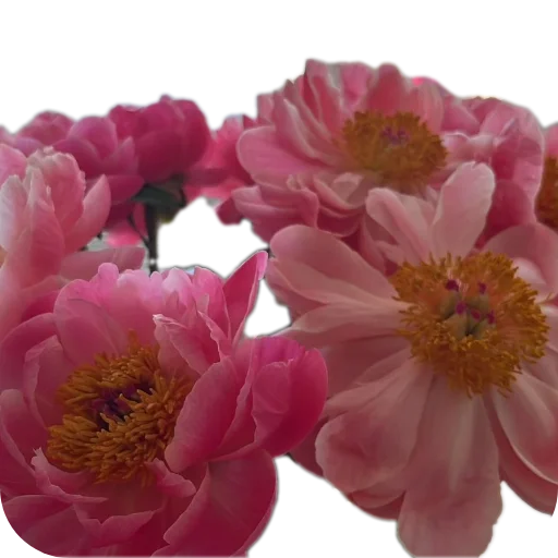 Стикер Cvety7338 - 1