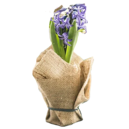 Стикер Cvety7338 - 1