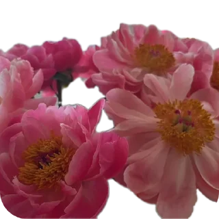 Sticker Цветы - 3