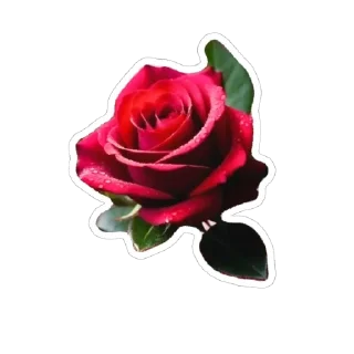 Sticker Цветы - 1