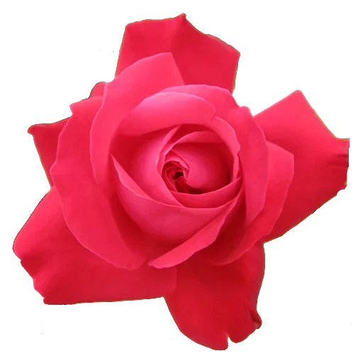 Sticker CvevovNeNado - 1