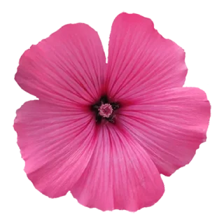 Стикер Flowers for you @stickersb2b - 0