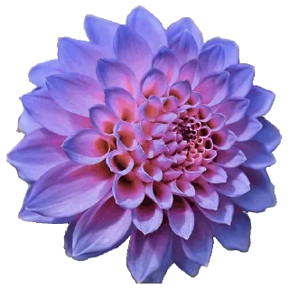 Стикер Flowers for you @stickersb2b - 8