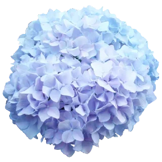 Стикер Flowers for you @stickersb2b - 3