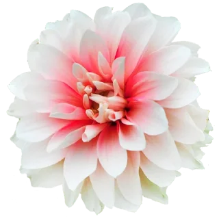 Стикер Flowers for you @stickersb2b - 11