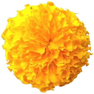 Стикер Flowers for you @stickersb2b - 5