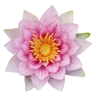 Стикер Flowers for you @stickersb2b - 6