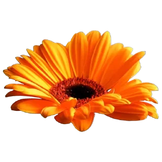 Стикер Flowers for you @stickersb2b - 4