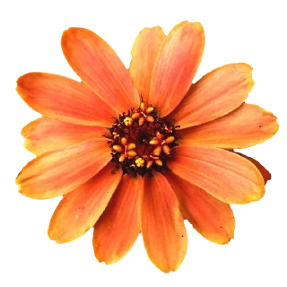 Стикер Flowers for you @stickersb2b - 10