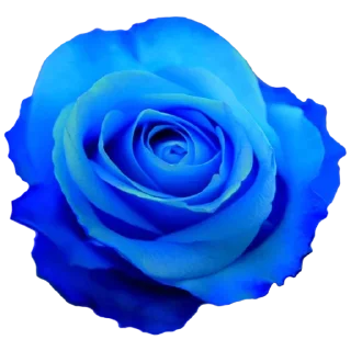 Стикер Flowers for you @stickersb2b - 2