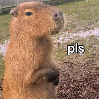 Стикер CapyBara - 3