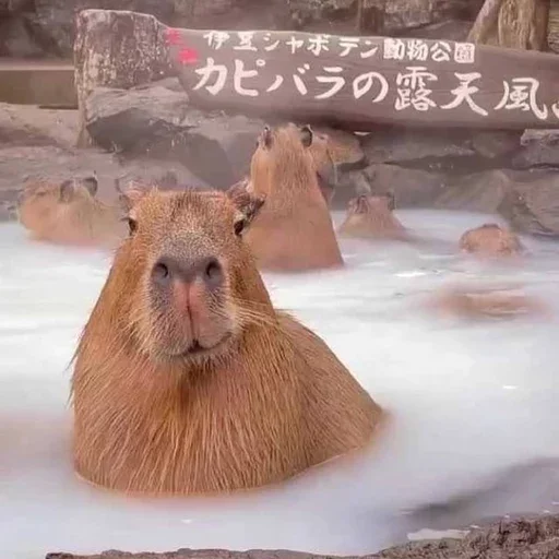 CapyBara - 