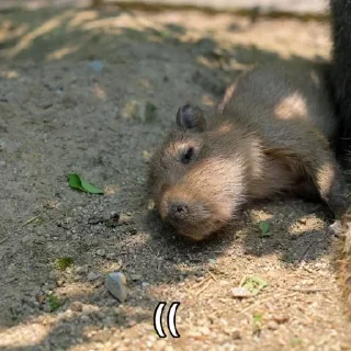 Стикер CapyBara - 2