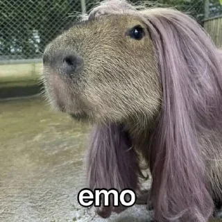 Стикер CapyBara - 6