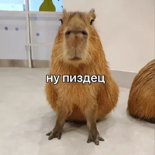 Стикер CapyBara - 9