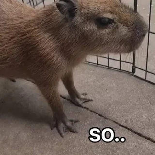 Стикер CapyBara - 10