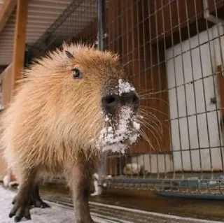 Стикер CapyBara - 0