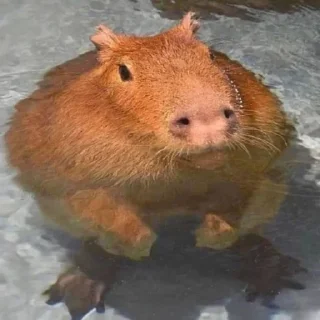 Стикер CapyBara - 5