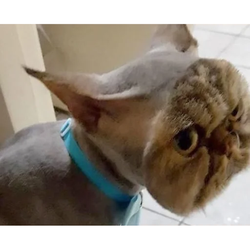 Стикер CykaHaxyu - 1