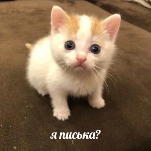 Стикер CykaHaxyu - 1