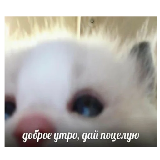 Sticker CykaHaxyu - 1