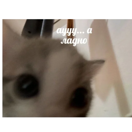 Sticker CykaHaxyu - 1