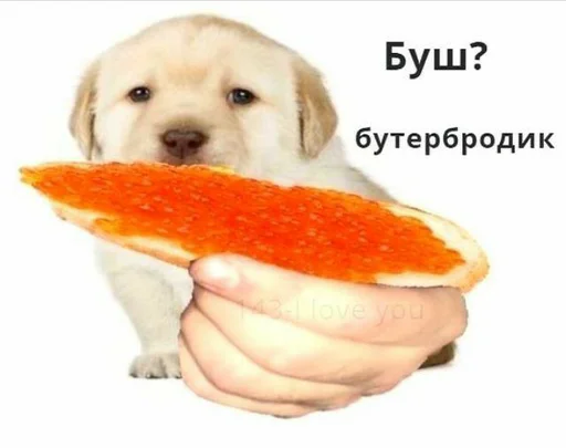 животное порода собак фрукт