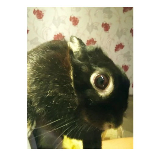 Sticker DANILMOMENT_5 - 1