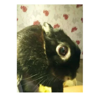 Стикер IsDanil - 5