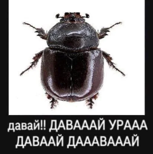 Жук ДАВАЙ УРА ДАВАЙ ДАААВАААЙ - animal