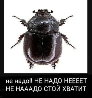 животное беспозвоночный СМС