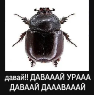 животное беспозвоночный СМС