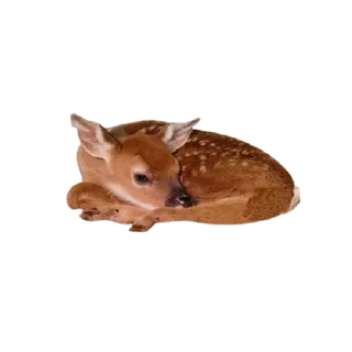 Sticker @sticksbb 🩷 <- канал со стиками - 8