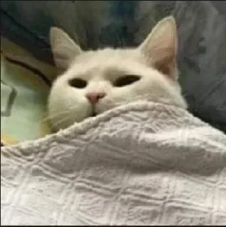 Стикер SOL鏈深度玩家 區塊幫 @CryptoZHOU - 7