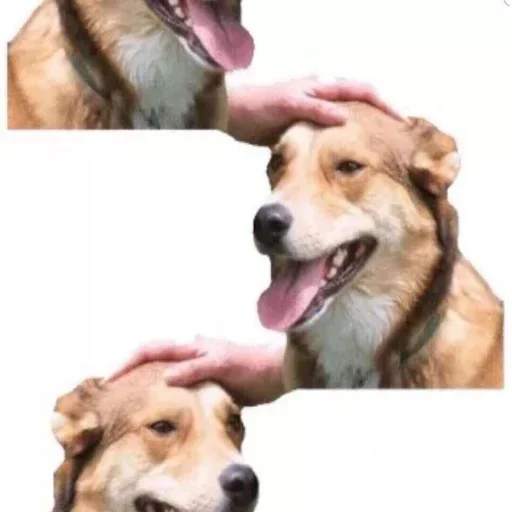 Стикер DDDoges - 5