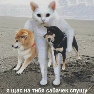 Стикер DDFavorites - 1