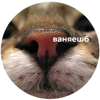 Стикер DDFavorites - 0