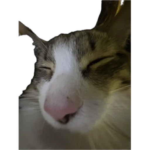 Стикер DD_Vanya - 1