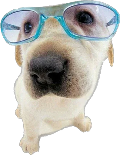 Стикер DGyPEDeTOLwr_by_stickers_stealer_bot - 1