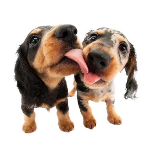 Sticker DGyPEDeTOLwr_by_stickers_stealer_bot - 1